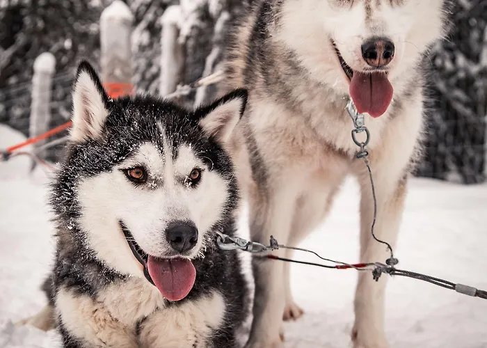 Resort Magical Pond Nature Igloos Ruka