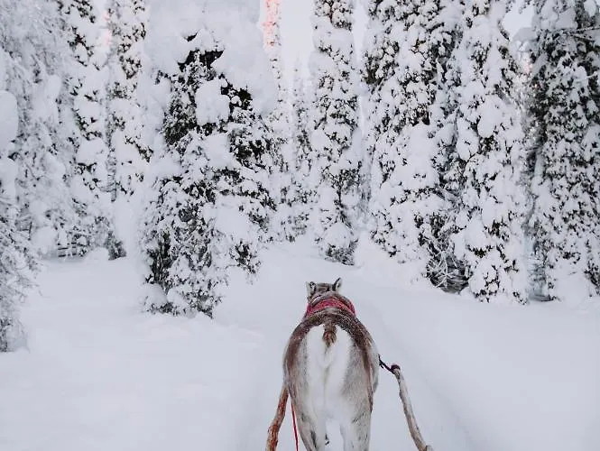 منتجع Magical Pond Nature Igloos روكا
